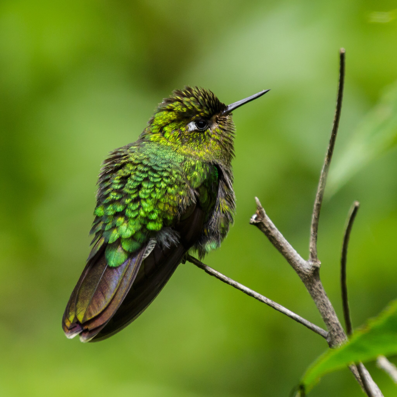 image Tyrian Metaltail